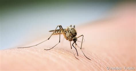 dengue fieber was ist das